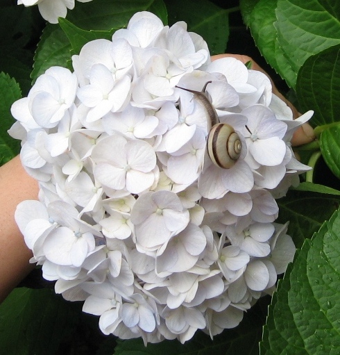 ނ